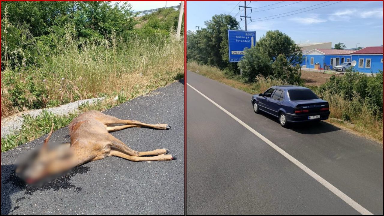 DÜZCE’DE OTOMOBİL KARACA YAVRUSUNA ÇARPTI; YAVRU KARACA TELEF OLDU