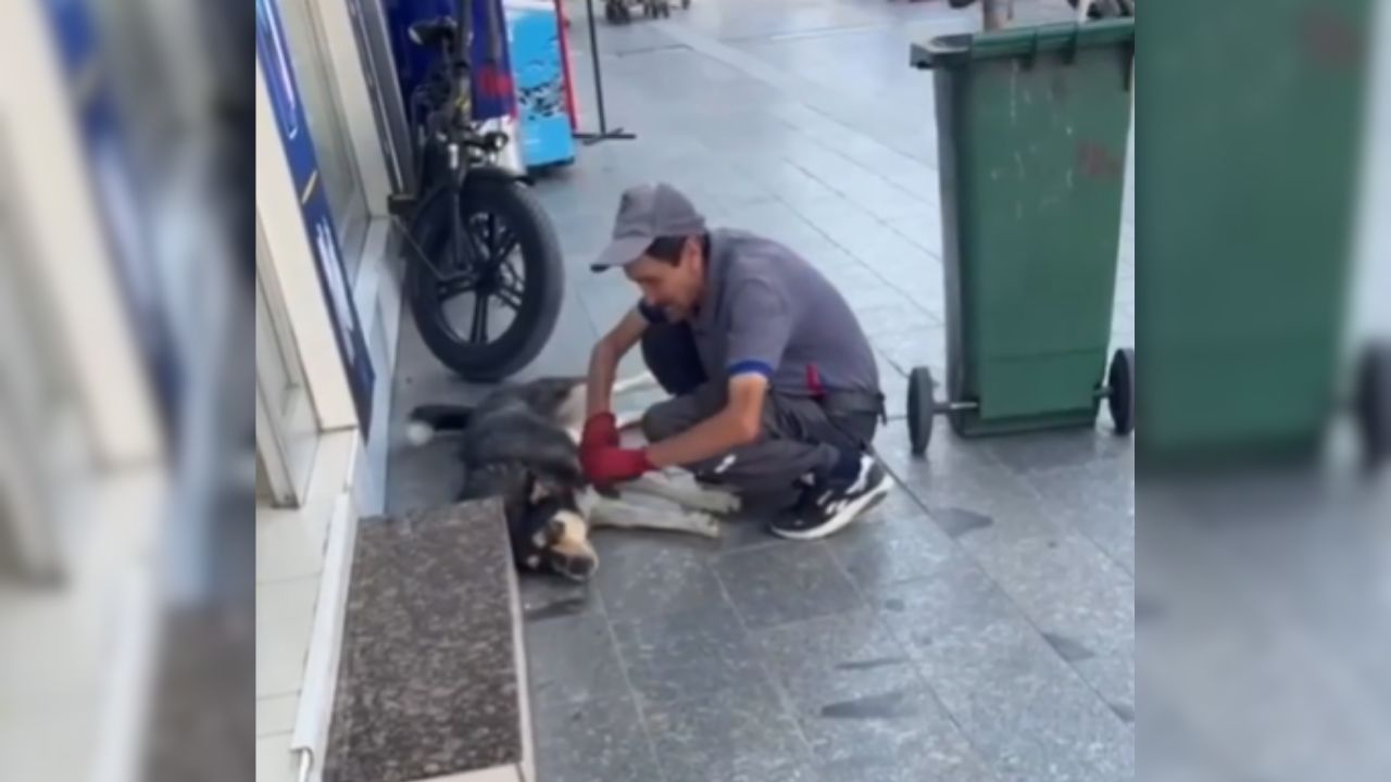 Düzce’de Sokak Köpeği Olayı Sosyal Medyada Gündem Oldu, Başkan Özlü’den Sevgi Mesajı