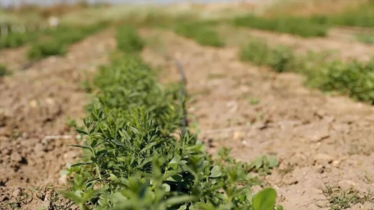 Düzce’de Sıcak Hava Tarımı Tehdit Ediyor Fındık ve Mısırda Verim Kaybı Riski