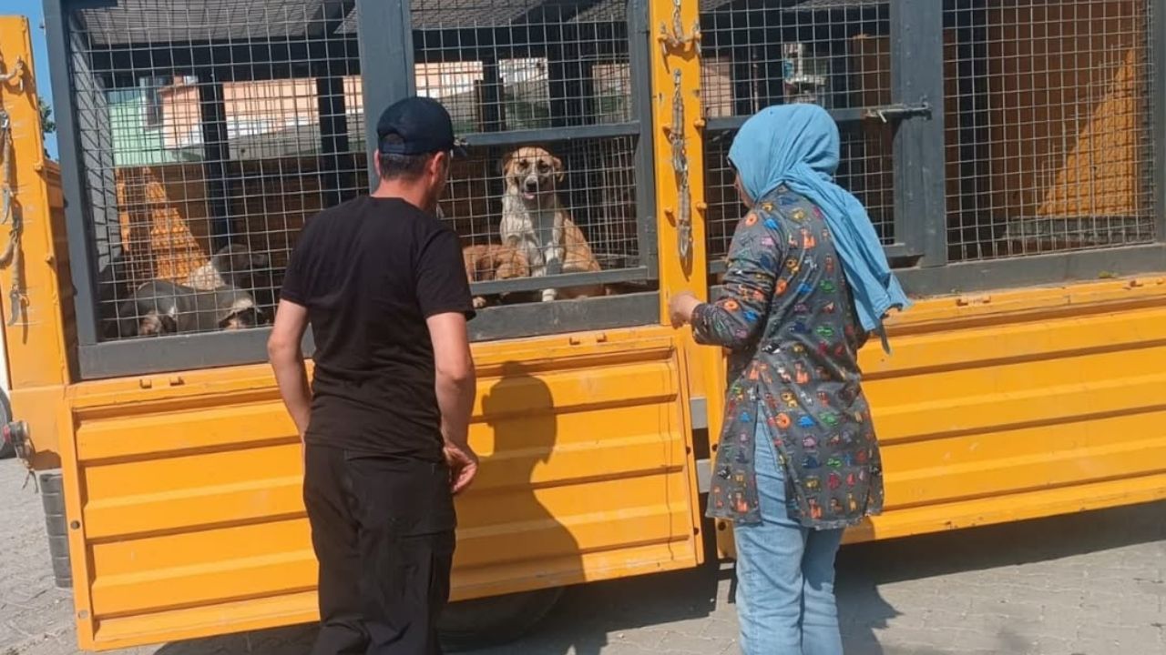 Yığılca’da Sahipsiz Sokak Köpeklerine Kontrol ve Müdahale