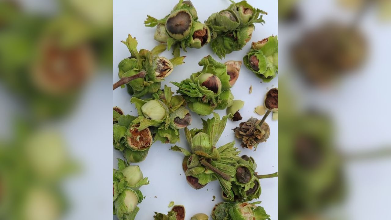Akçakoca’da Fındıkta Büyük Şok Ürün Kalitesi Düşük, Fiyatlar Çakıldı