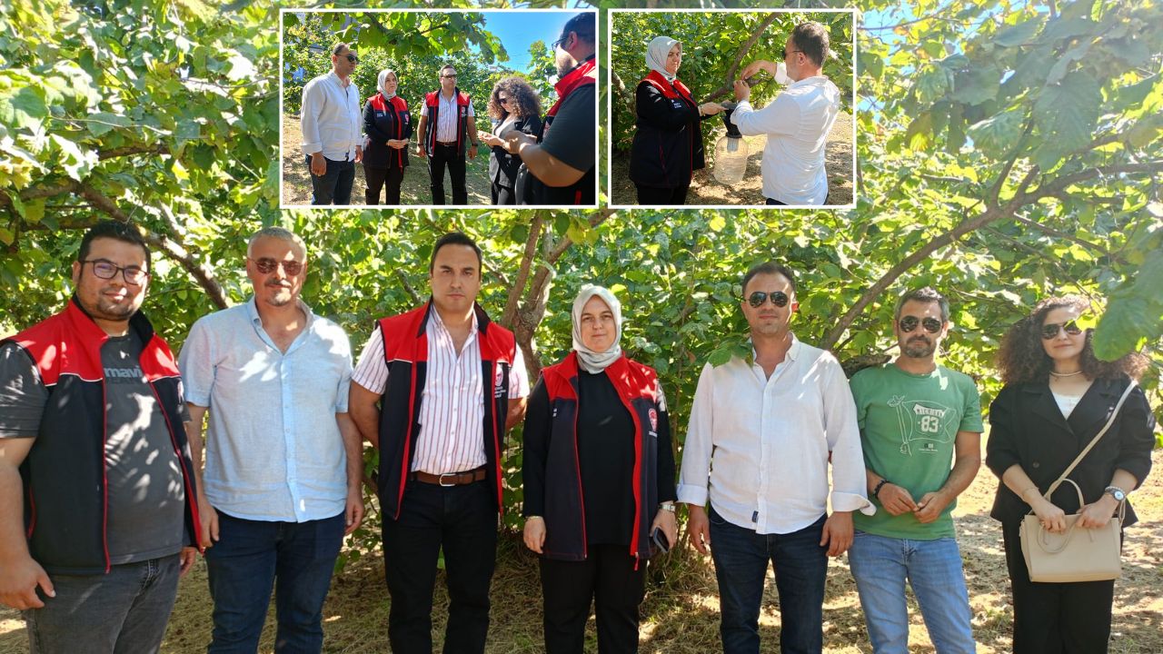 Akçakoca’da Rekolte Çalışmaları Başladı Külleme Hastalığı ve Kuraklık Etkileri Gözlendi