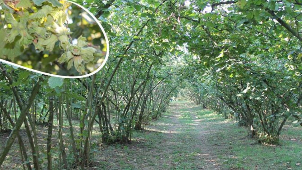Düzce’de 2025 Fındık Hasat Tarihleri Açıklandı; Üreticilere Kritik Uyarılar
