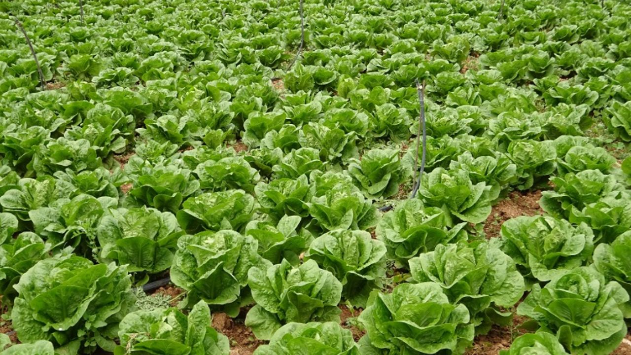 Düzce’dee Marul Üretimine Bakanlık Destekli Yeni Hamle