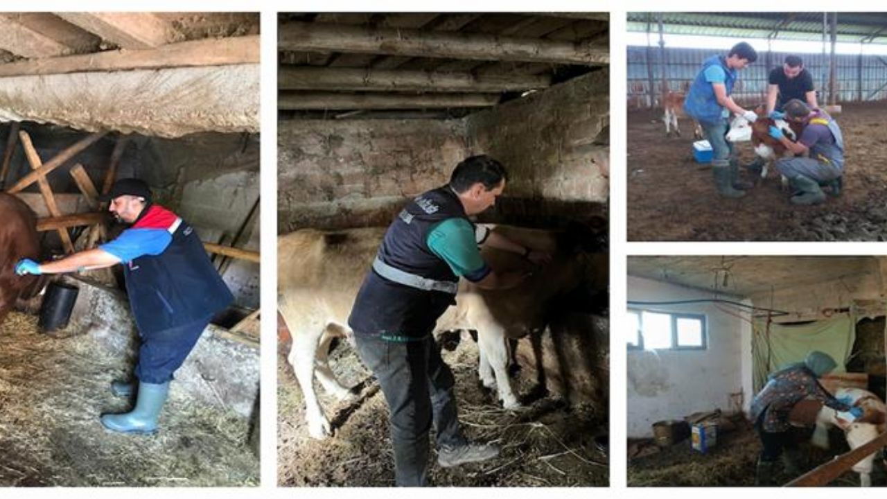 Düzce’de Şap Hastalığıyla Mücadele Hız Kazandı
