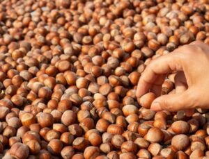 Düzce’den AB Ülkelerine 11 Ayda 16 Bin 350 Ton Fındık İhracatı