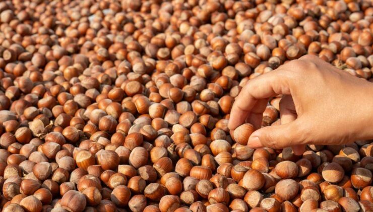 Düzce’den AB Ülkelerine 11 Ayda 16 Bin 350 Ton Fındık İhracatı