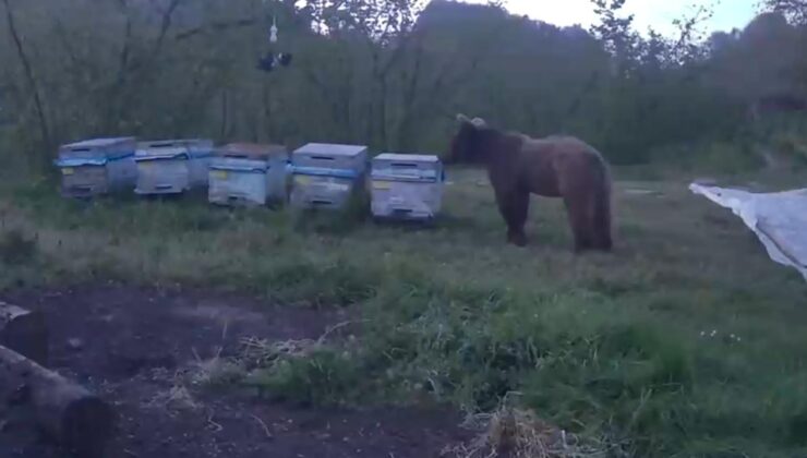 Akçakoca’da Ayı Paniği: Kovanlara Saldırdı