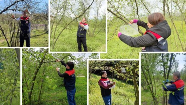 Fındık Bahçelerinde Tehlike Büyüyor: Düzce’de Kokarca Takibi Başladı